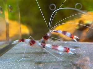 Stenopus Hispidus - Gebänderte Scherengarnele