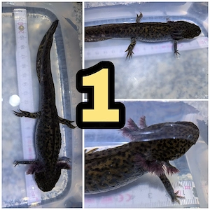 Noch 6 Axolotl Jungtiere aus dem November 25