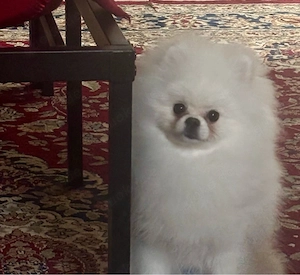 pomeranian welpen koreanisch boo