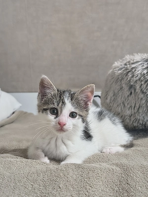 Katzenbaby, Kitten, Kätzchen