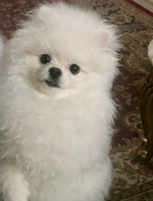 pomeranian teddy boo