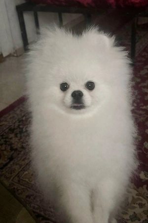 pomeranian Boo Welpen 