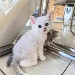 BKH Kitten 