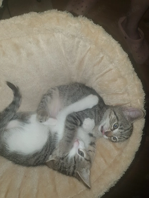 6 süße Europäische Kurzhaar Kitten