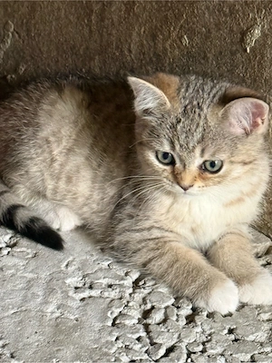 BKH Kitten