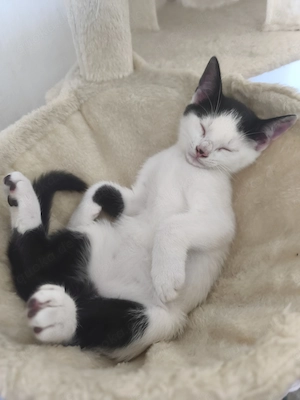 Katze Kitten darf ausziehen