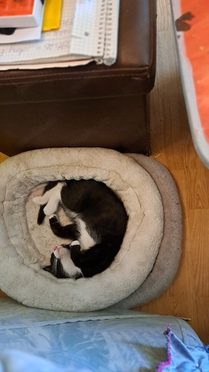 Katzen Mädel abzugeben. 