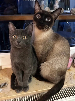 2 Traumkatzen Siam und Bkh suchen ein liebevolles Zuhause