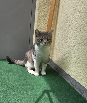 BKH-Mix-Kater sucht liebevolles Zuhause