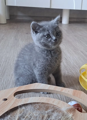 Bkh britisch kurzhaar blau kitten