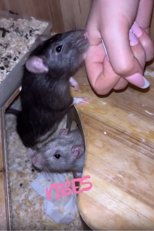 ratten jung 