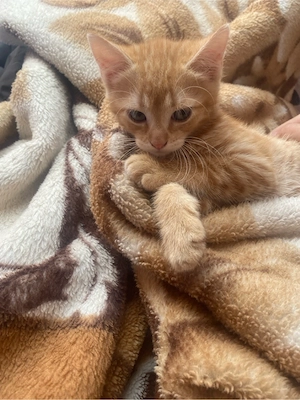 Baby Katzen zu vekaufen
