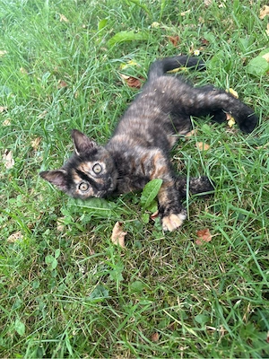 Katzenbabys, Kitten, Babykatzen