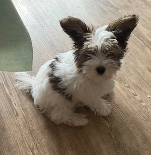 Biewer Yorkshire Terrier 