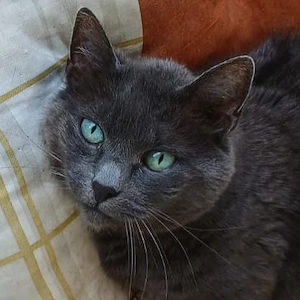 Emma - 12 Jahre - Europäische Kurzhaar - Tierhilfe Franken e.V.