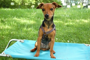 Miss Jessy - 9 Jahre - Rehpinscher - Tierhilfe Franken e.V.