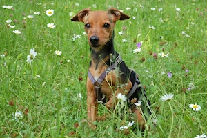 Miss Jessy - 9 Jahre - Rehpinscher - Tierhilfe Franken e.V.