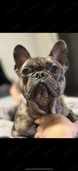 Französische bulldogge PACO