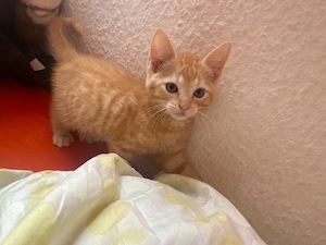 Baby Katzen Suchen ein neues zuhause