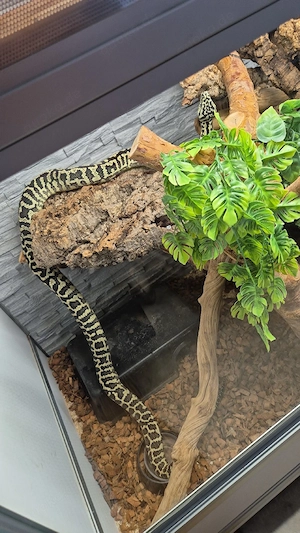 Teppichpython Morelia Spilota 