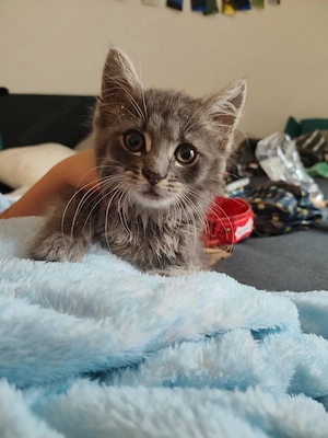 Kitten in liebevolle Hände abzugeben
