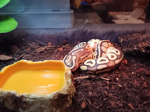 0.1 Disco Mojave Pastel Königspython von 2025 *Auch Tausch!*