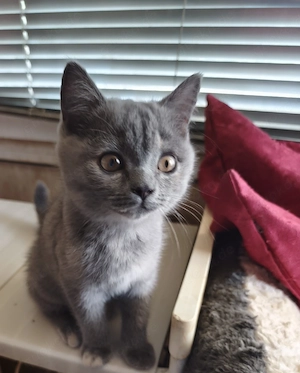 Bkh Kitten, Katzenbabys, Abgabe bereit 