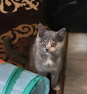 Bkh Kitten, Mädchen, Abgabe bereit 