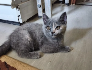 Bkh Kitten, Mädchen, Abgabe bereit 