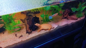 Weichschildkröte P. Sinensis von 2025 