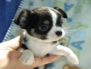 Chihuahua Welpen
