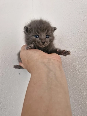 Katzenbaby babykatze
