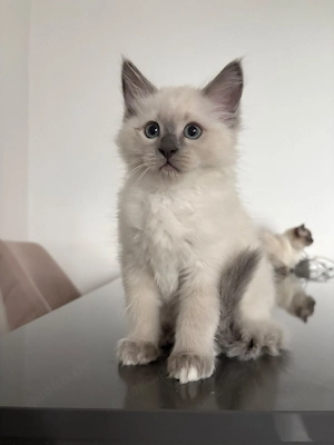 Süße Ragdoll Maine Coon Mix Kitten