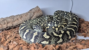 Teppichpython Morelia Spilota ssp 