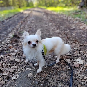 Chihuahua Rüde zu verkaufen.    