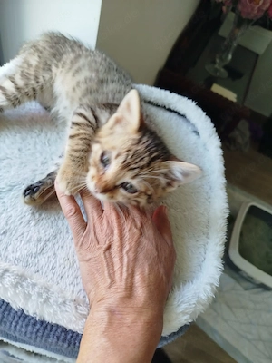 Amadeus sucht sein Für-immer-Zuhause 