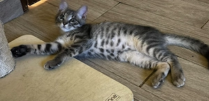 Aramis sucht sein Für-immer-Zuhause