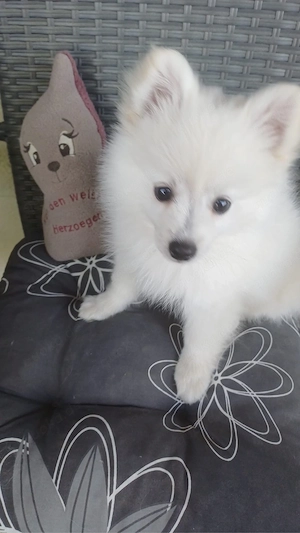 Kleinspitz Welpe weiss