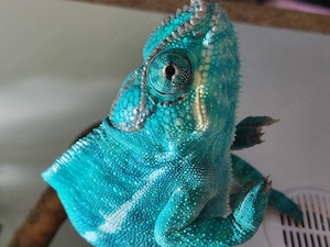 Chamäleon   Pantherchamäleon - Furcifer Pardalis Nosy Be