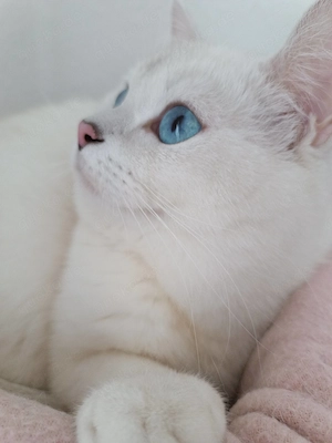 Schmusekater (BKH) abzugeben 