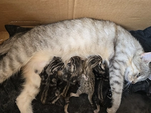 Katzenbabys babykatzen