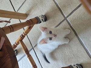 Siam mix baby katze