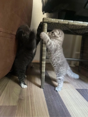drei monatealt BKh baby katzen