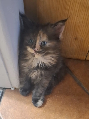 Zauberhafte Meine Coon Kitten 