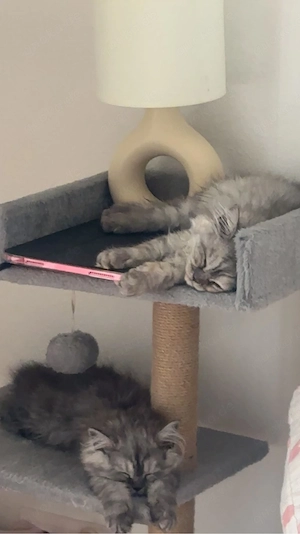 Zuckersüße Kitten suchen ein Zuhause 