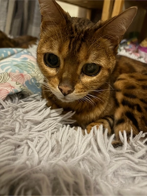 bengal Kater 