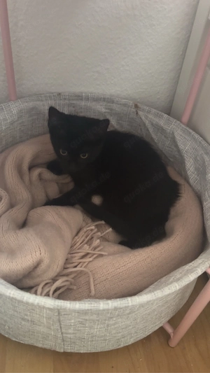 baby katze abzugeben