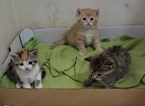 2 Kitten Mädchen suchen ein neues Zuhause 