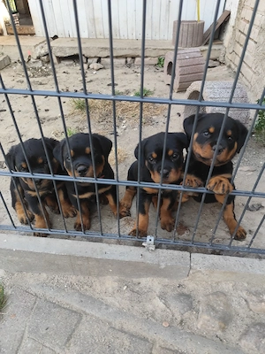 Rottweiler welpe 1Rüde