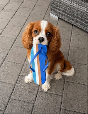 Cavalier King Charles Spaniel Hündin
